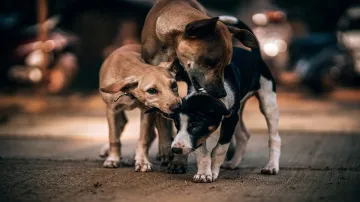 आवारा कुत्ते मारे जा रहे - India TV Hindi