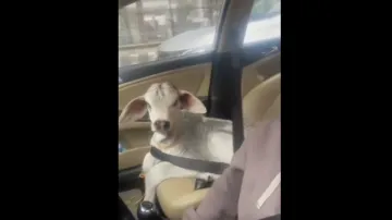 baby cow in car- India TV Hindi