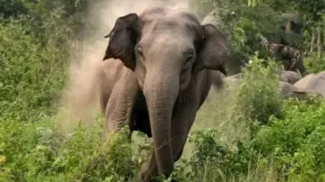 Elephant- India TV Hindi