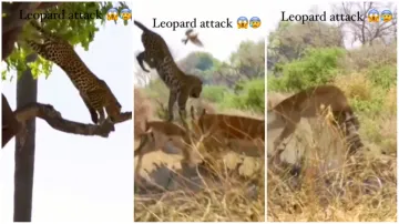 Tendue Ka Video tendue ne hiran ka kia shikar wild animal attack viral video leopard attack on deer - India TV Hindi