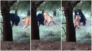 Bhalu Aur Bagh Ki Ladai Ka video tiger and beer fight video toger attack on video wild animal attack- India TV Hindi