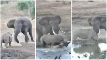 Hathi Ka Video hathi aur genda ki ladai wild animal attacks elephant vs rhino fight google trends vi- India TV Hindi