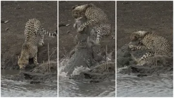 Magarmach Ka Video Magarmach Aur cheetah ki ladai wild animal attack crocodile attack on cheetah in - India TV Hindi