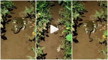 Mendhak Ka Video sanp aur mendhak ki ladai mendhak ne sanp ko maar diya cobra and frog fight google - India TV Hindi