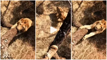 Sher Ka Video lion ka video wild animal attack on human lion attack on man gone viral google trends - India TV Hindi