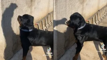 परछाई से कुत्ते को डराता हुआ शख्स।- India TV Hindi