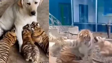 tiger and dog video- India TV Hindi