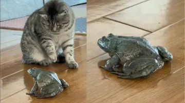 A cat and a frog are seen in the video- India TV Hindi