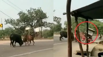 Viral video of two bulls fighting- India TV Hindi