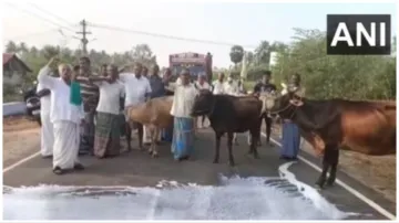 tamilnadu madurai dairy farmers throw milk om road during protest demanding increase in milk procure- India TV Hindi