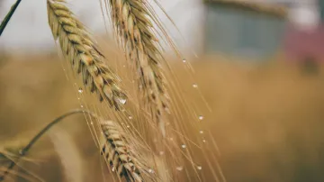 wheat Export- India TV Paisa
