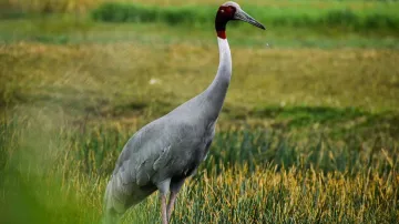 Afroz Sarus Crane, Afroz Saras Crane, Arif Khan sarus crane, Arif Khan sarus- India TV Hindi