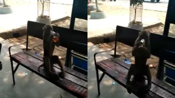 शराब पीते हुए बंदर।- India TV Hindi