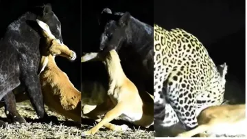 black panther hunted deer- India TV Hindi