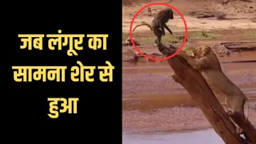 lion and langur video viral - India TV Hindi