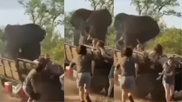 elephant attack during jungle safari- India TV Hindi