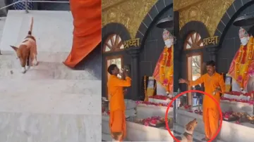 Dog absorbed in the devotion of Sai Baba- India TV Hindi