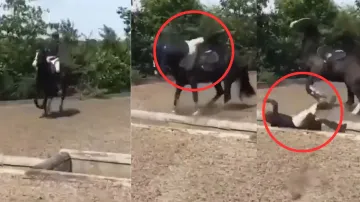 horse pranks young man- India TV Hindi
