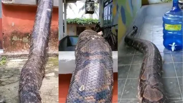 snake viral video- India TV Hindi
