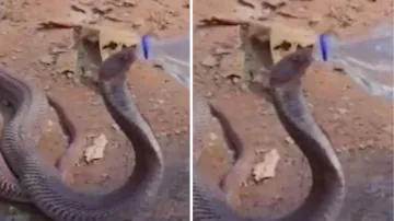 Viral video of thirsty cobra drinking water- India TV Hindi