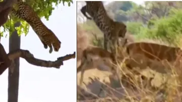 leopard attacked deer- India TV Hindi