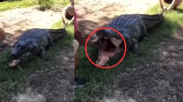 young man has entered the mouth of a fake crocodile- India TV Hindi