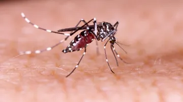  home remedies for mosquitoes- India TV Hindi