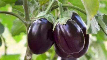 brinjal_for_health- India TV Hindi