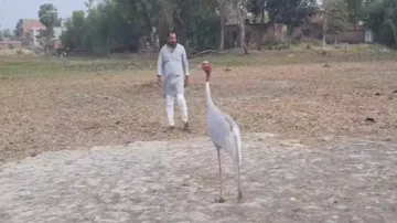 Stork- India TV Hindi