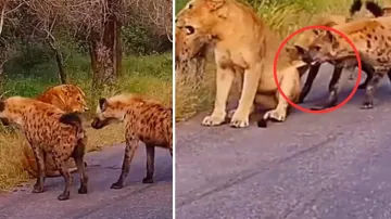 hyenas attacked the lion- India TV Hindi