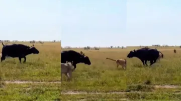 The buffalo kept fighting for its child till its last breath.- India TV Hindi