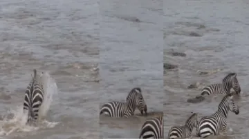 crocodile attack on zebra- India TV Hindi