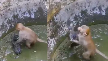 Monkey tries to save kitten's life- India TV Hindi