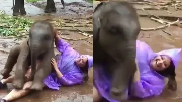 baby elephant had a lot of fun- India TV Hindi