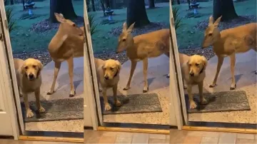 dog befriends deer- India TV Hindi