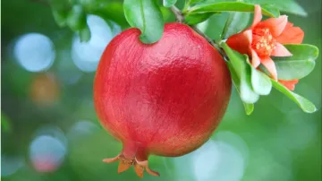 pomegranate- India TV Hindi