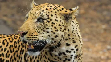 Gujarat, Gujarat leopard attack, Gujarat news, Leopard Attack News- India TV Hindi