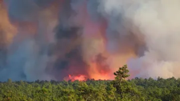 कनाडा के जंगल में आग की प्रतीकात्मक फोटो- India TV Hindi