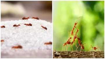 Tips To Get Rid Of Ants- India TV Hindi