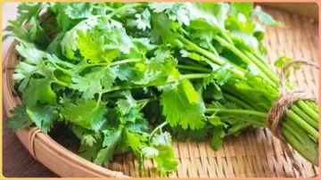 coriander_leaves_benefits - India TV Hindi