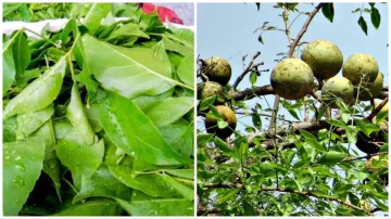 What are the benefits of eating bael leaves- India TV Hindi