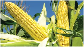 corn_in_uric_acid- India TV Hindi