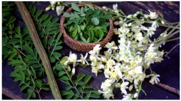 moringa_flower_benefits- India TV Hindi