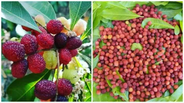 kafal fruit health benefits- India TV Hindi