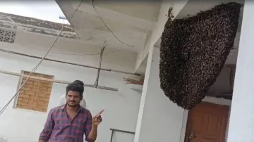 मध्य प्रदेश के शहडोल में घर में 15 साल से मधुमक्खियों के छत्ते- India TV Hindi