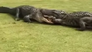 Crocodile Fight- India TV Hindi