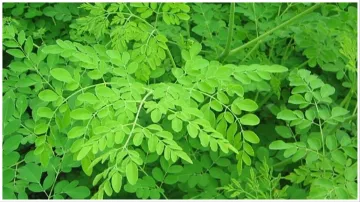 moringa_leaf- India TV Hindi