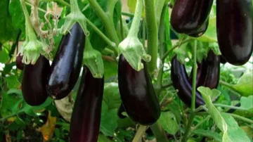  brinjal in rainy season- India TV Hindi