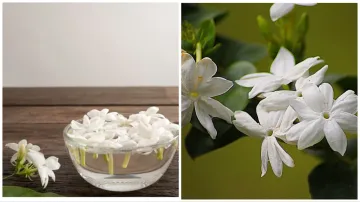  jasmine flower for skin care- India TV Hindi