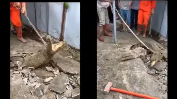crocodile coming out of the ground- India TV Hindi